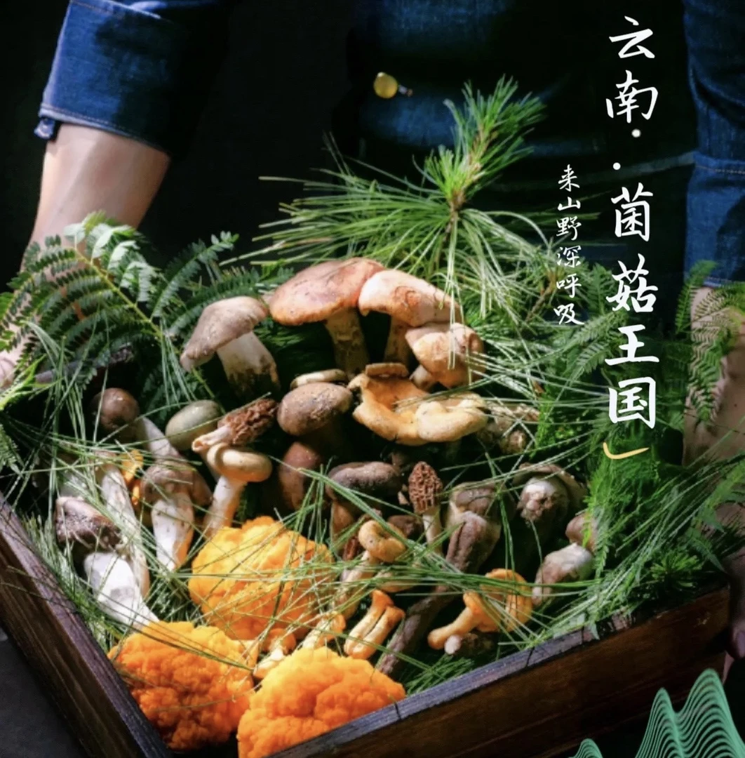 云南新鲜野生菌搭配组合一物一拍，新鲜美味深山菌子搭配组合
