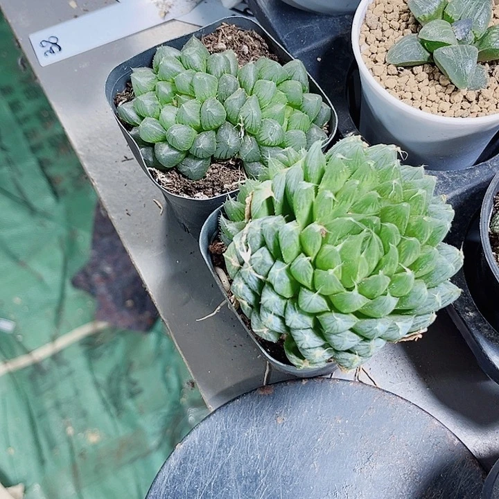 玉露系列新手好养