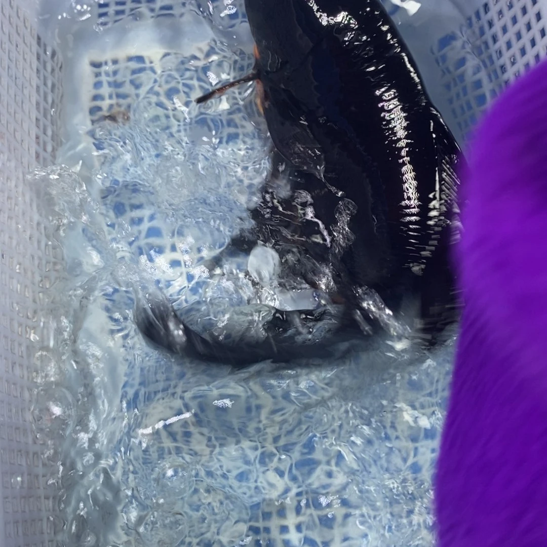锦鲤冷水锦鲤包邮