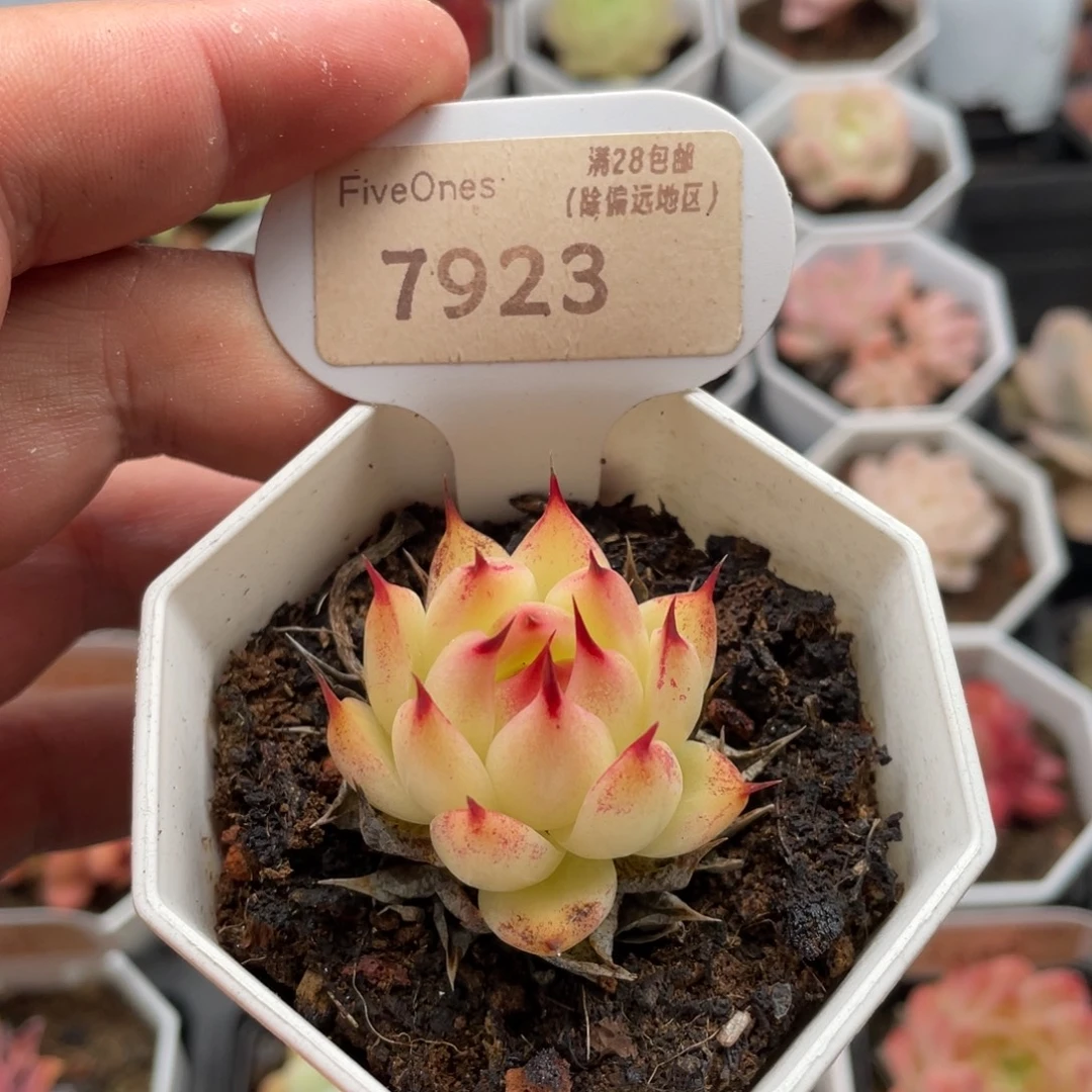 托斯卡内利7923-4厘米