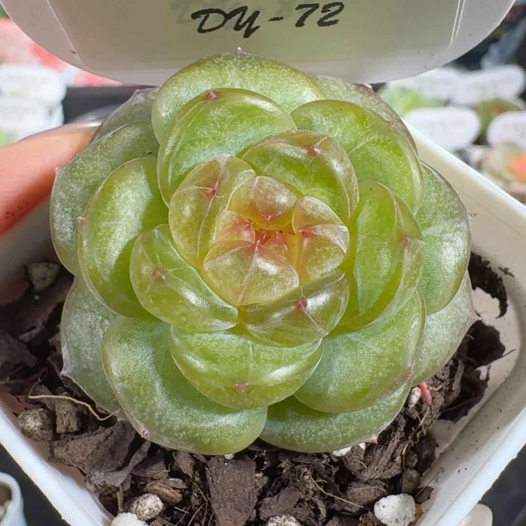 0719-072-小红花单头