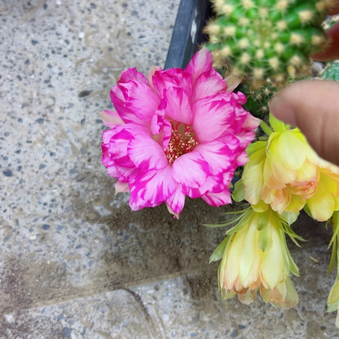下7丽花嫦娥歪无根侧芽3公分左右20包邮