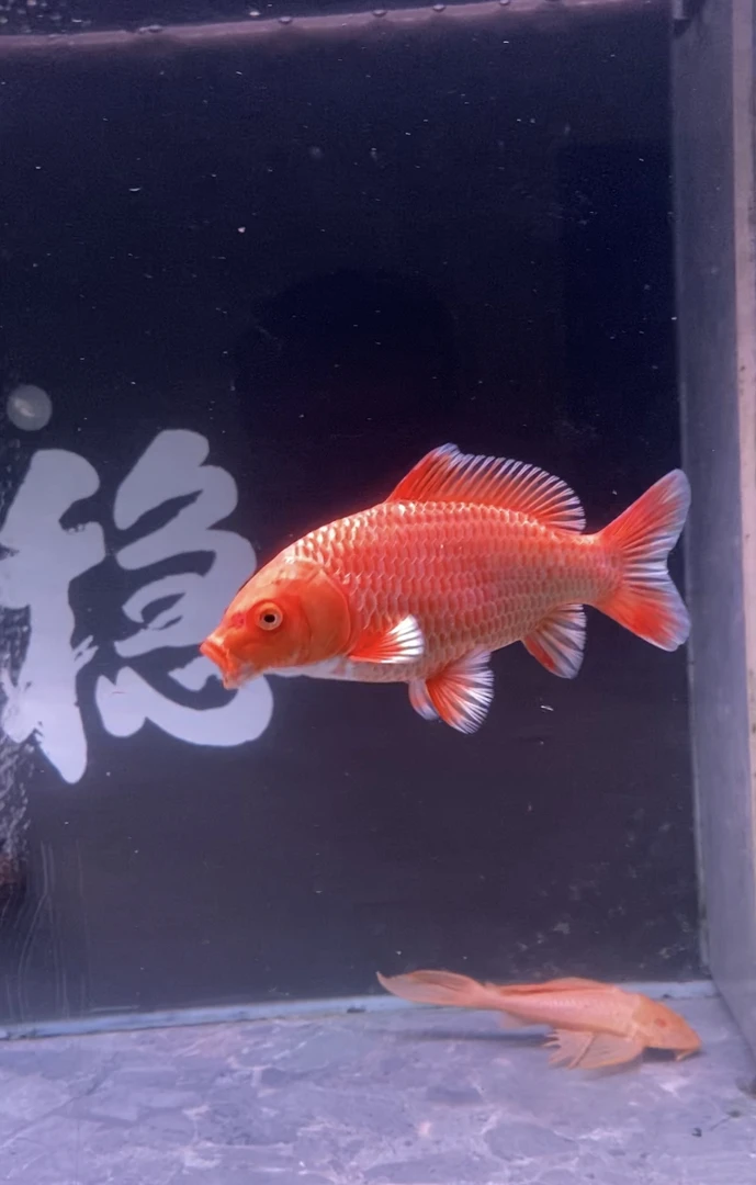 红白蝴蝶鲤鱼  直播间专属链接