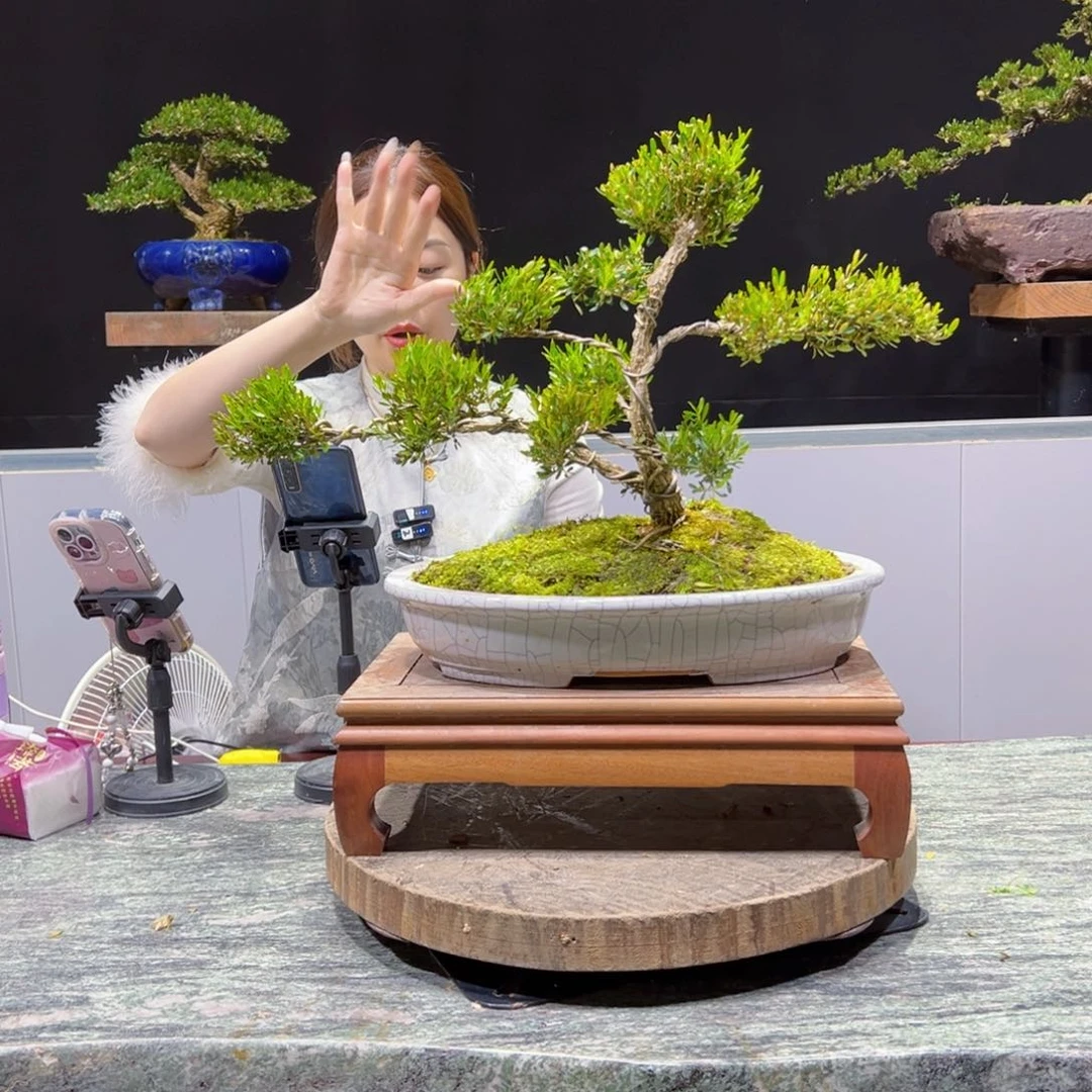 四季常青老桩黄杨盆景