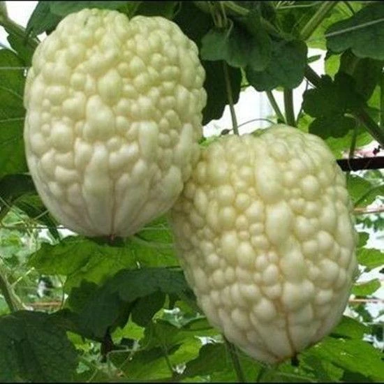 苹果苦瓜种子四季播种阳台盆栽小院种植简单高产水果