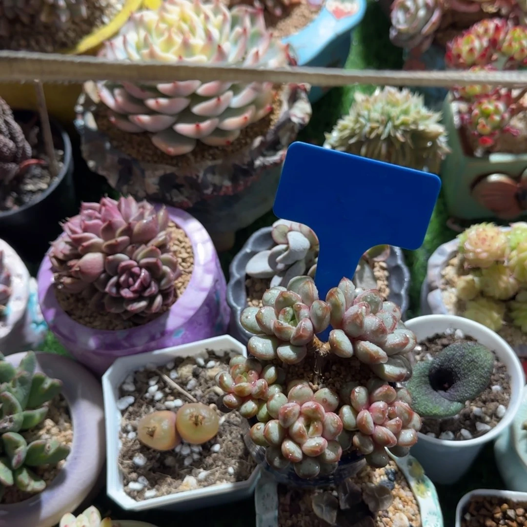 V***i多肉植物玩意，葡萄整装一体无感