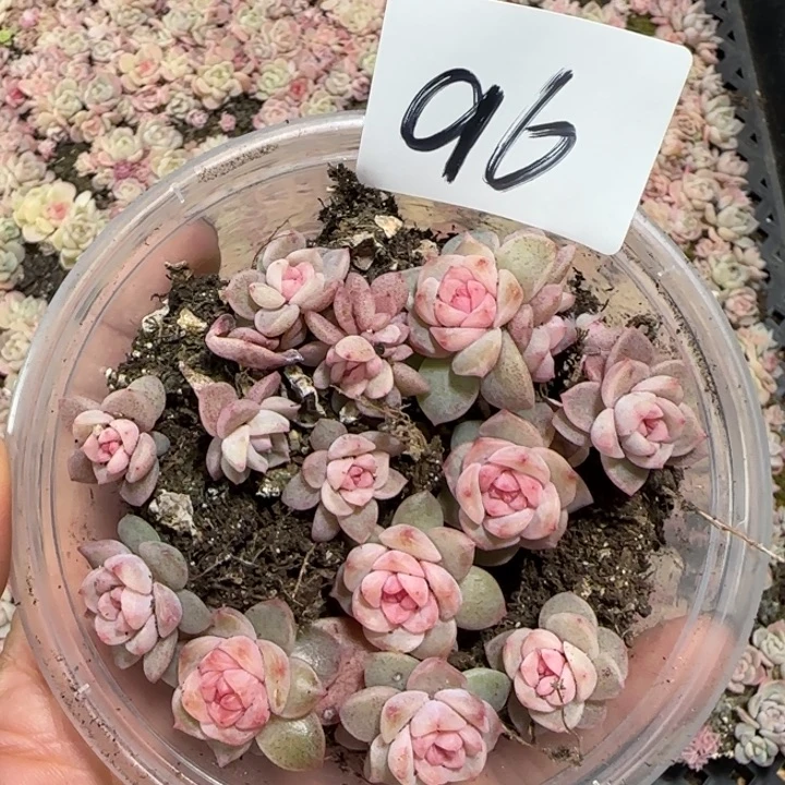 96号粉丝绒珍妮多肉一盒