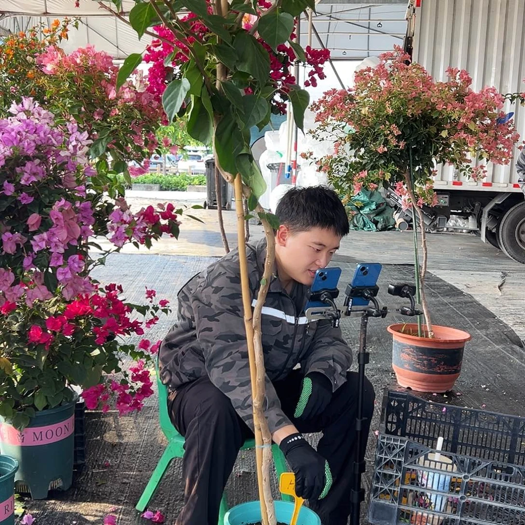 鑫***业大部分花苞少量开放H51娆