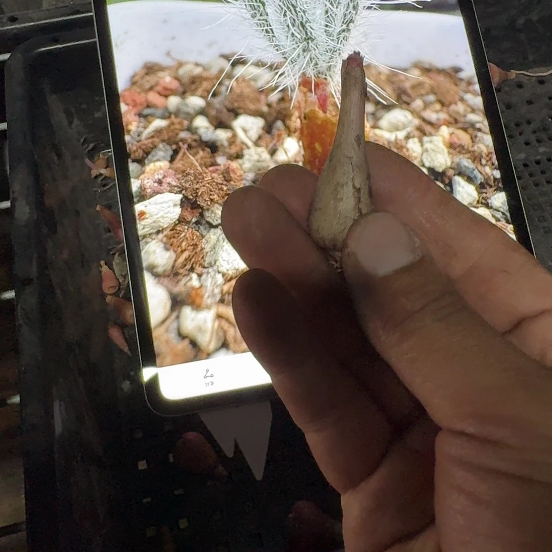 氼***沃特山金刚钻约1.8cm一个