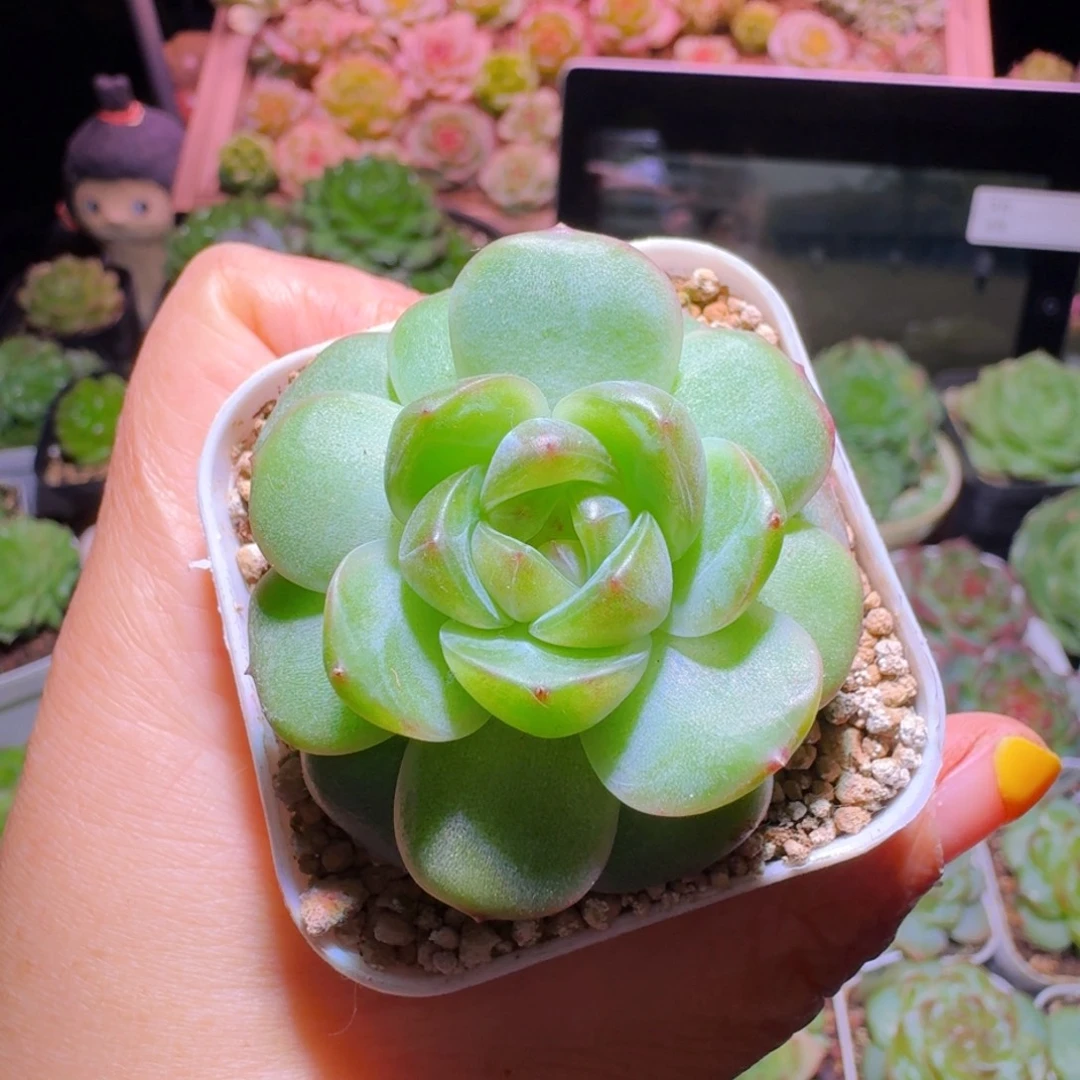 珍妮单头哈哈哈哈