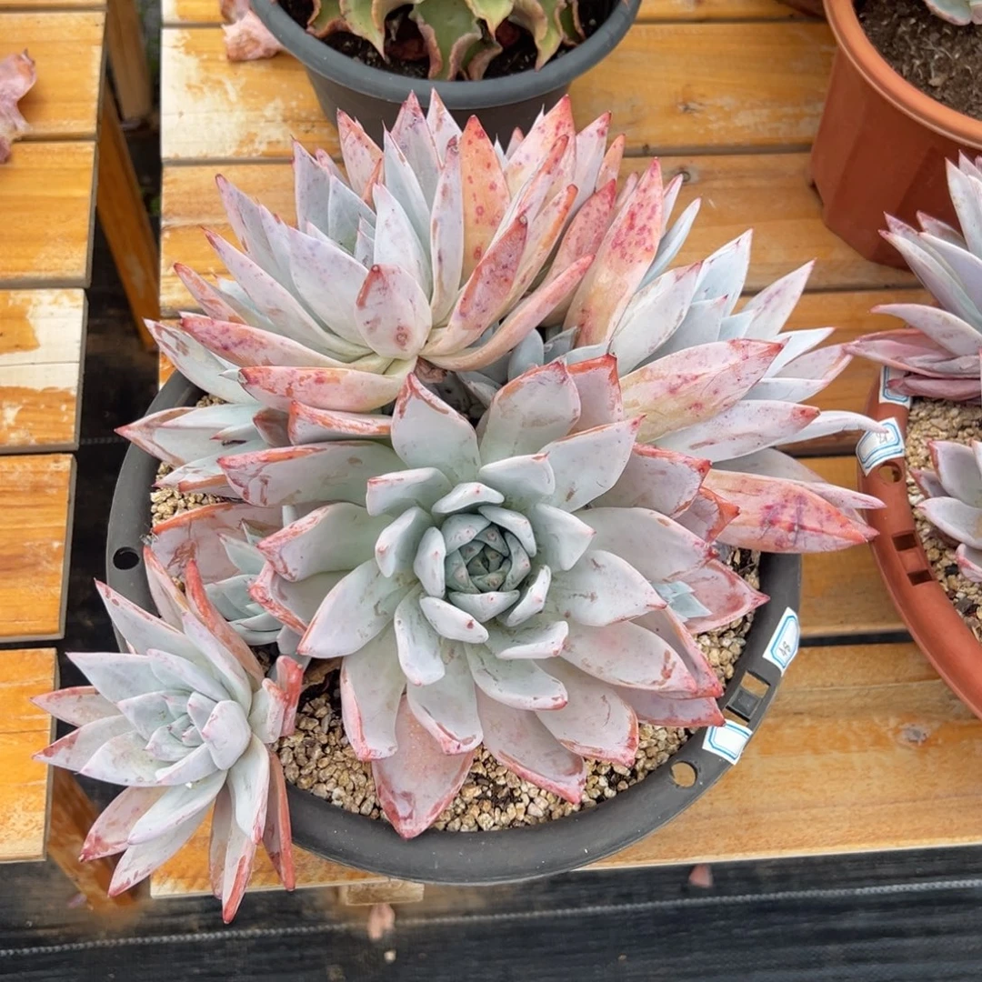 多肉植物墨西哥巨人