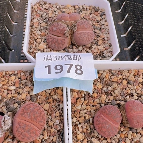 h****z1978紫柘琉母本带盆土发货