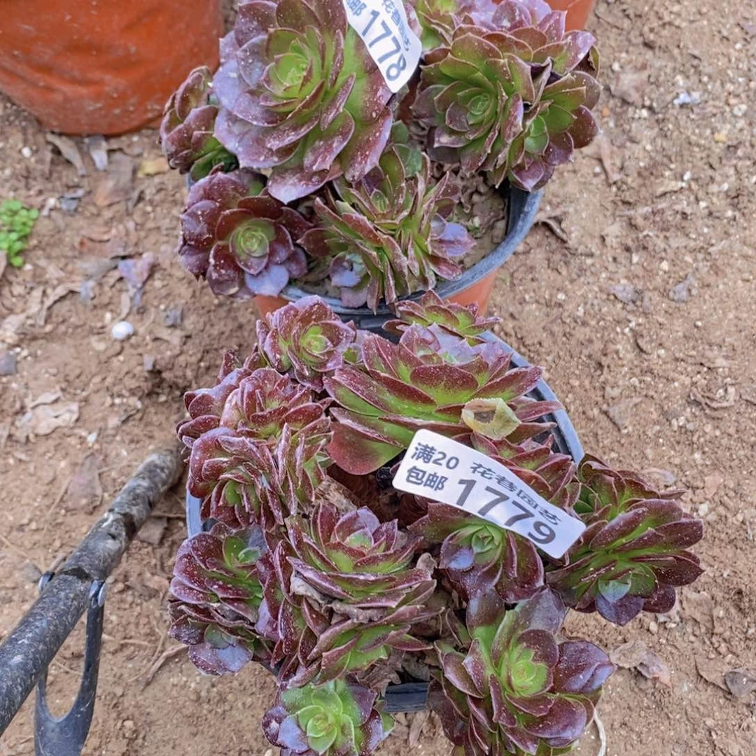 1778-1779 号一物一拍多肉植物