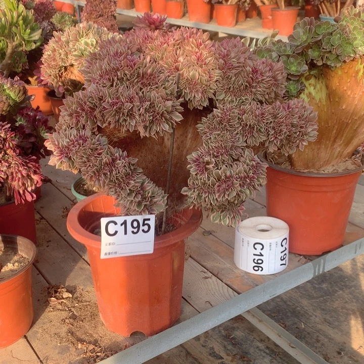 195女神缀多肉法师