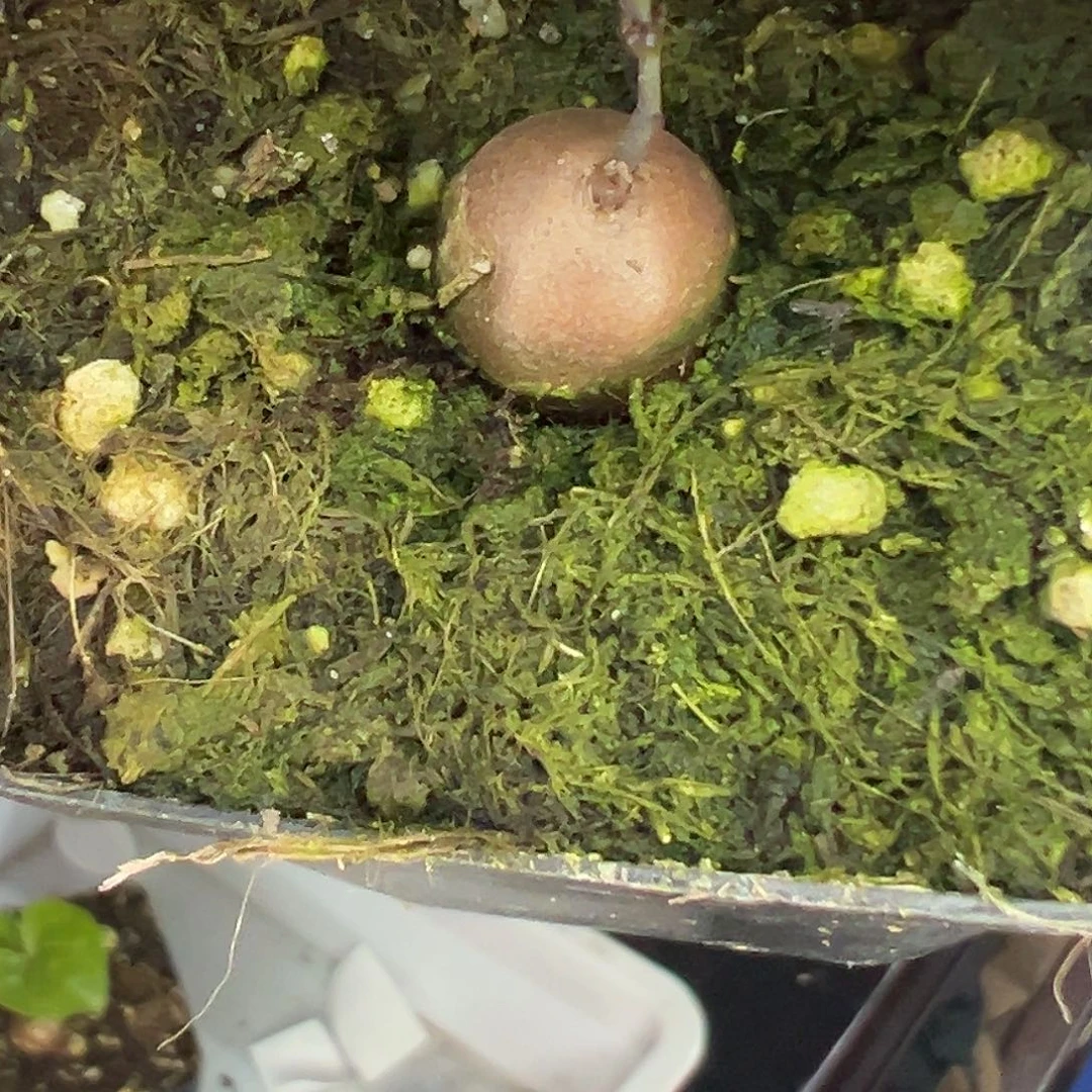 多肉植物专拍植物不退换 一物一拍 838