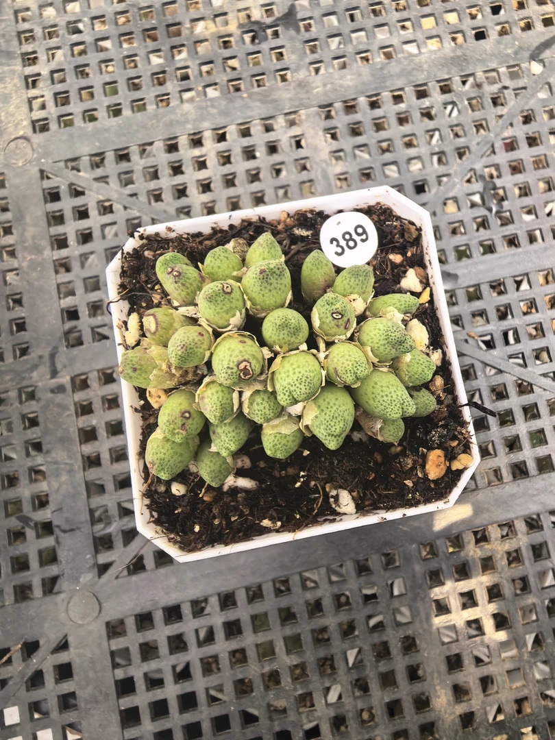 草莓斑马31头多肉带盆