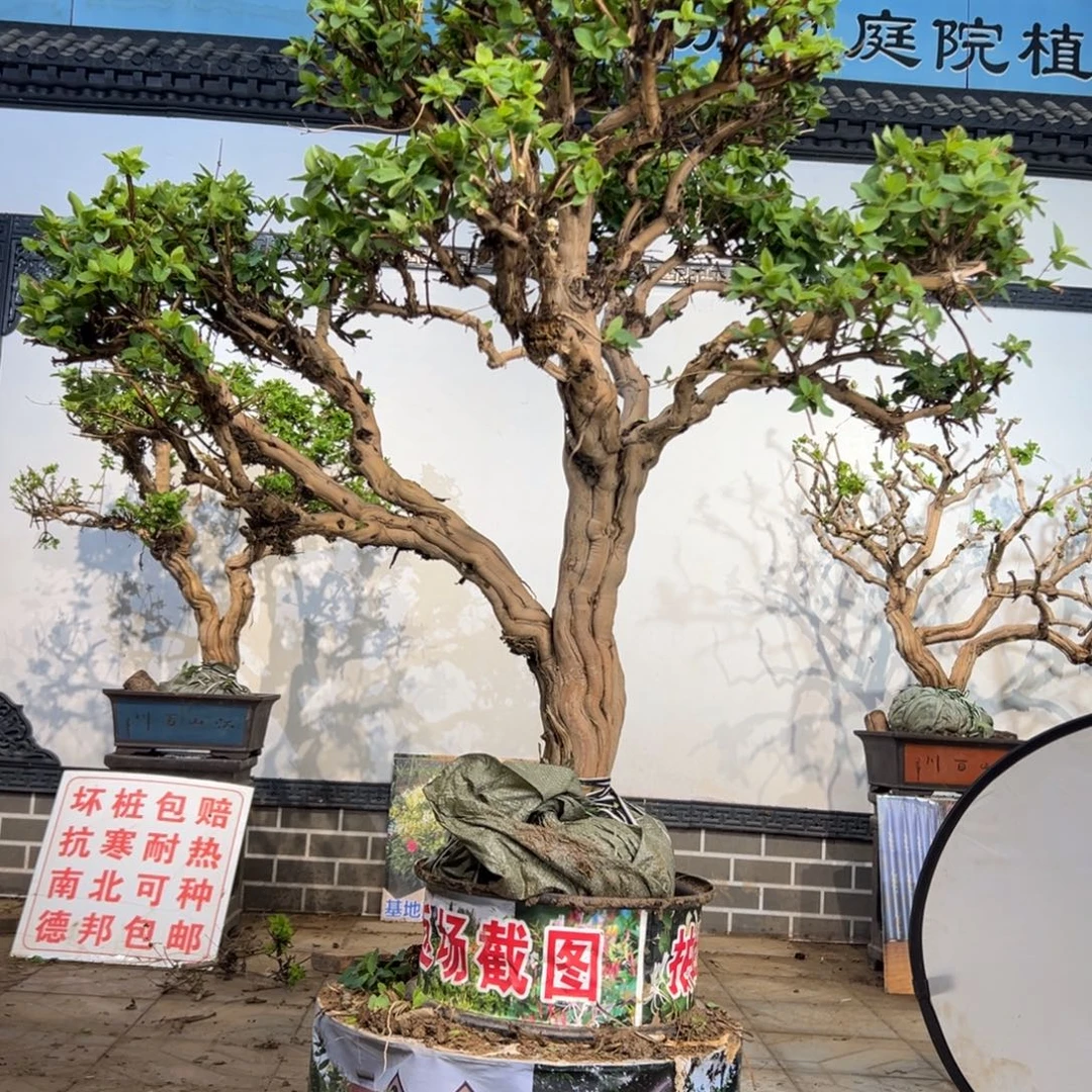 用***8无花朵金银花1428538869