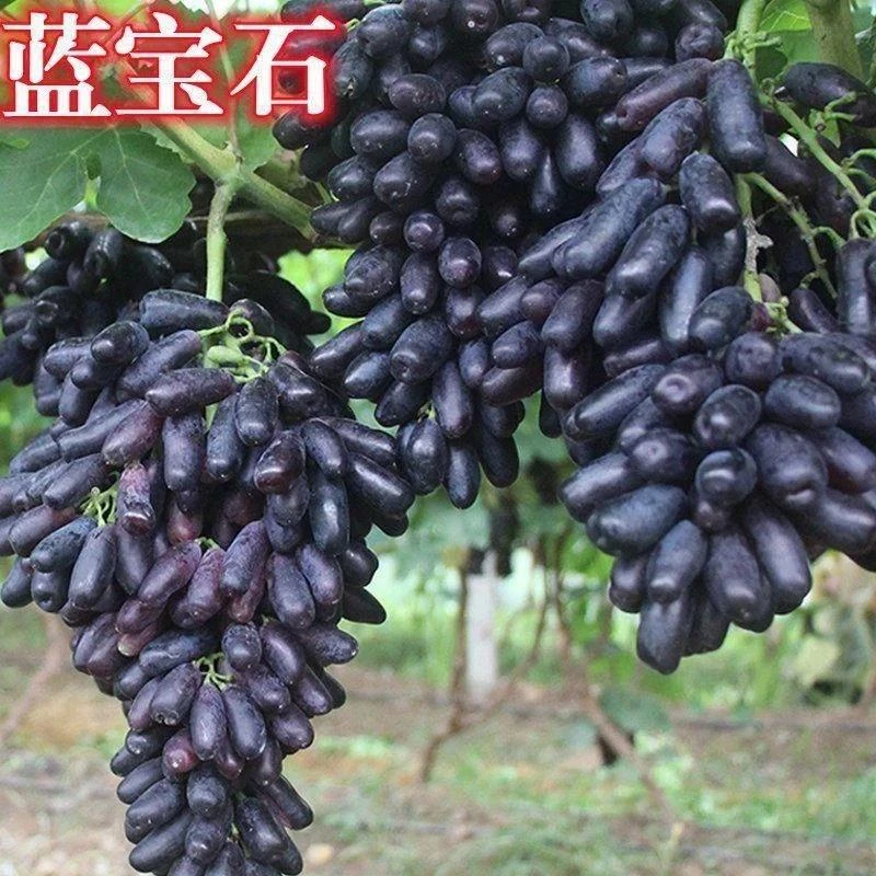 蓝宝石葡萄苗果树北方南方种植抗寒庭院爬藤盆栽葡萄树苖当年结果