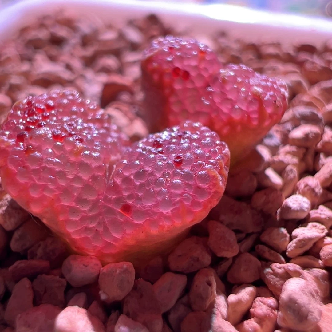 淡***云0393，鱼子酱勋章，新粉福利