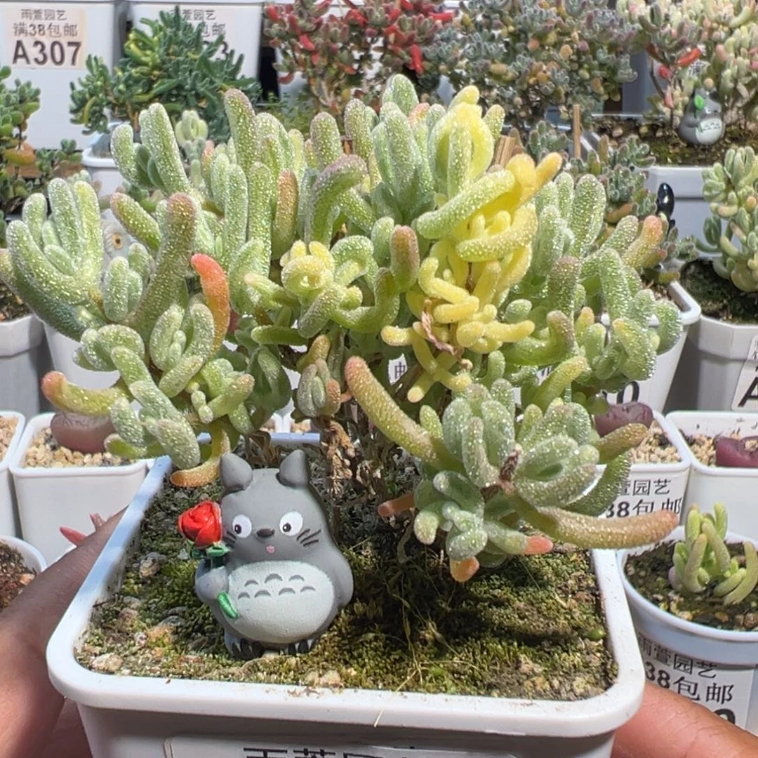 30-813枝干番杏多肉橙叶白锦带黄锦双色锦