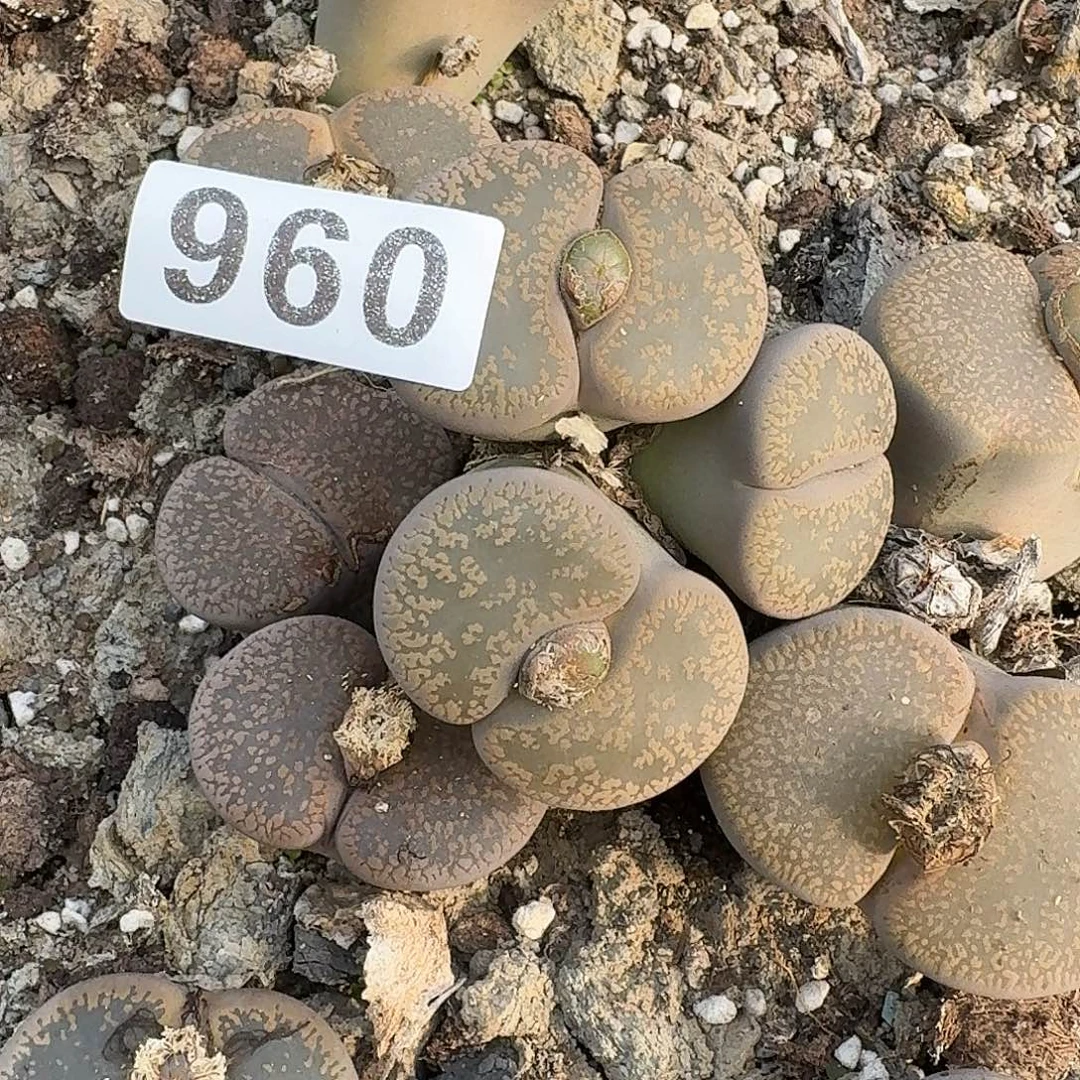 এ***এ生石花一物一拍960