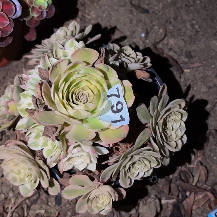 791半糖荔枝多肉植物不售后