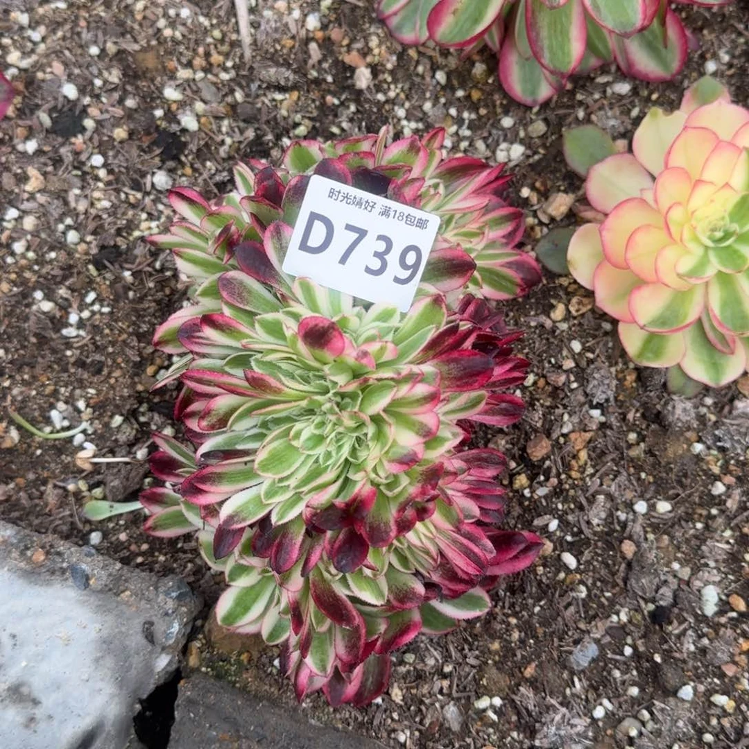 何739荔枝缀多肉植物