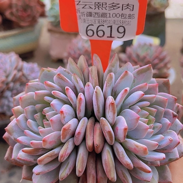 6619星星橙。