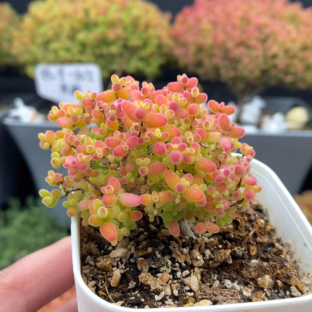 无花朵18号蜜橘糖球