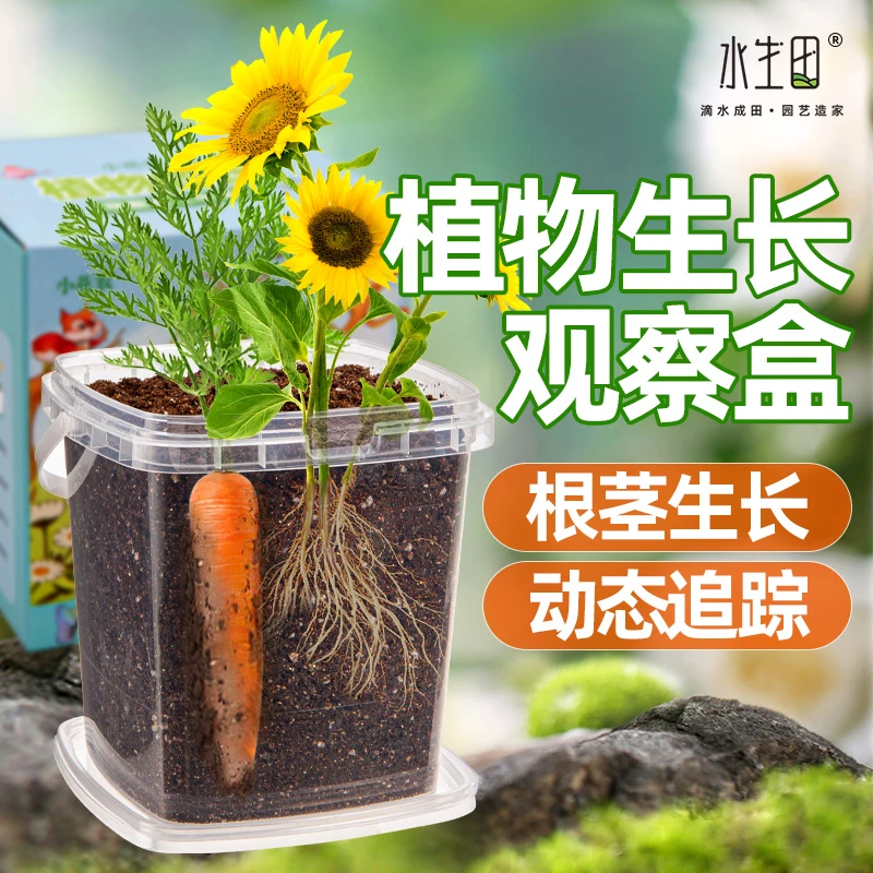 孩童植物观察盆栽小学生种菜植物生长种植盒观察盒科学小实验工具