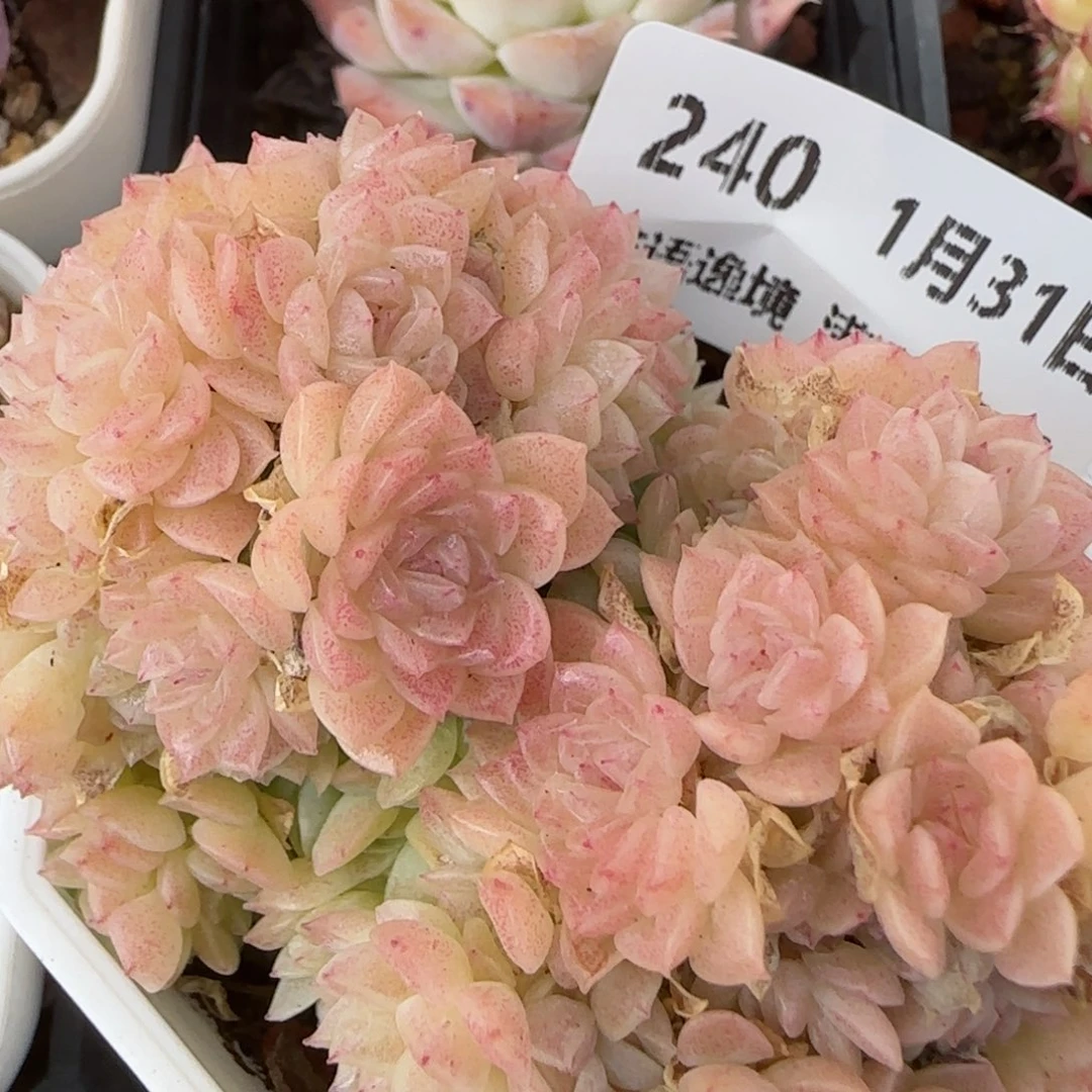 花语逸镜0131-240散