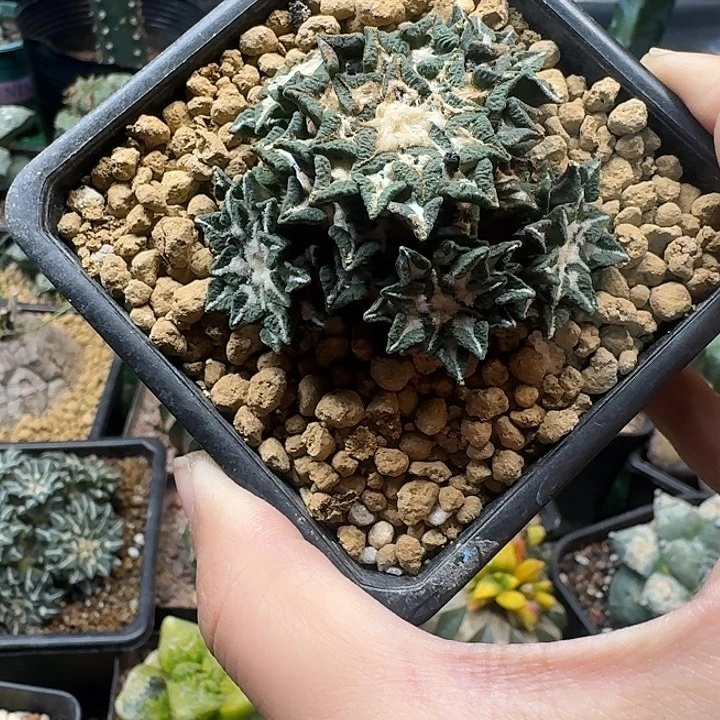 17号自根黑牡丹6.2公分