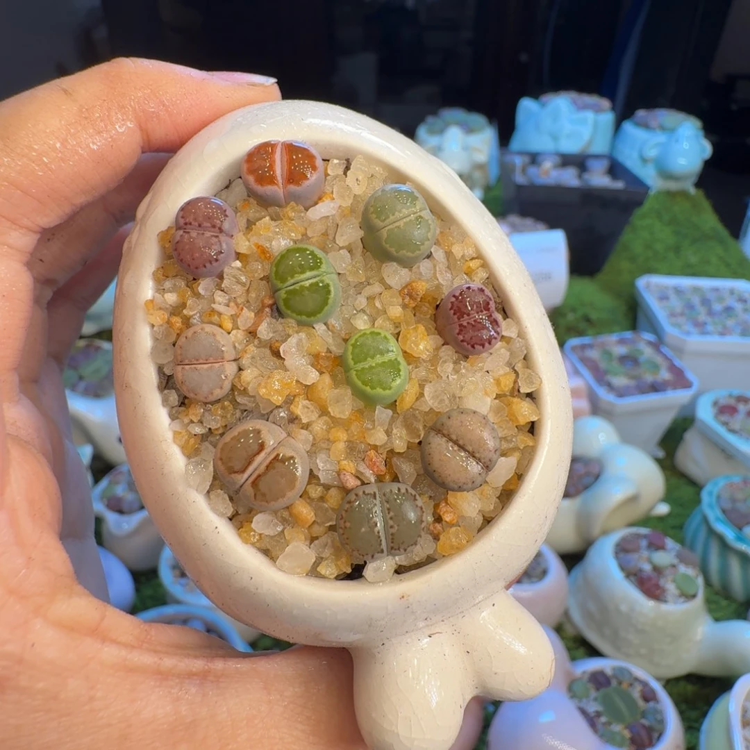 多肉开播福利冲1259