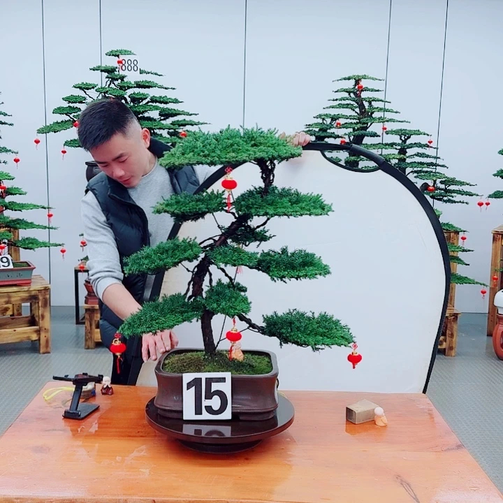 松树盆景一物一拍