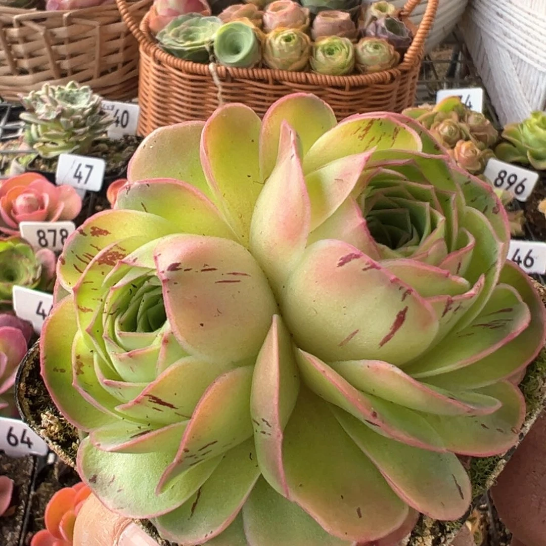 紫毛87山地玫瑰多肉