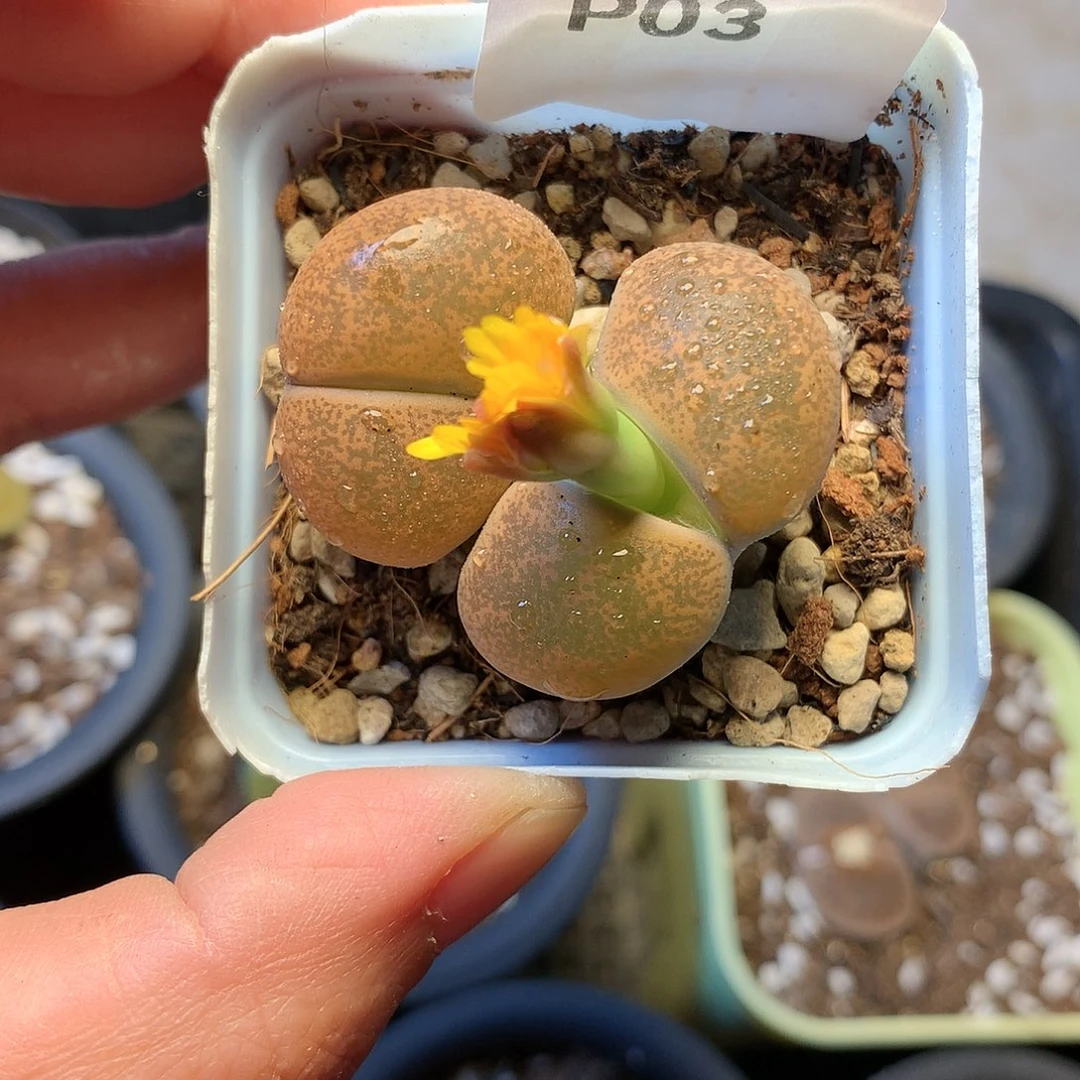 p03多肉植物保护