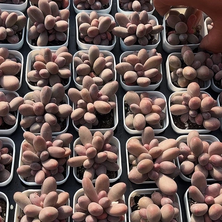 红手指1颗双头起发货