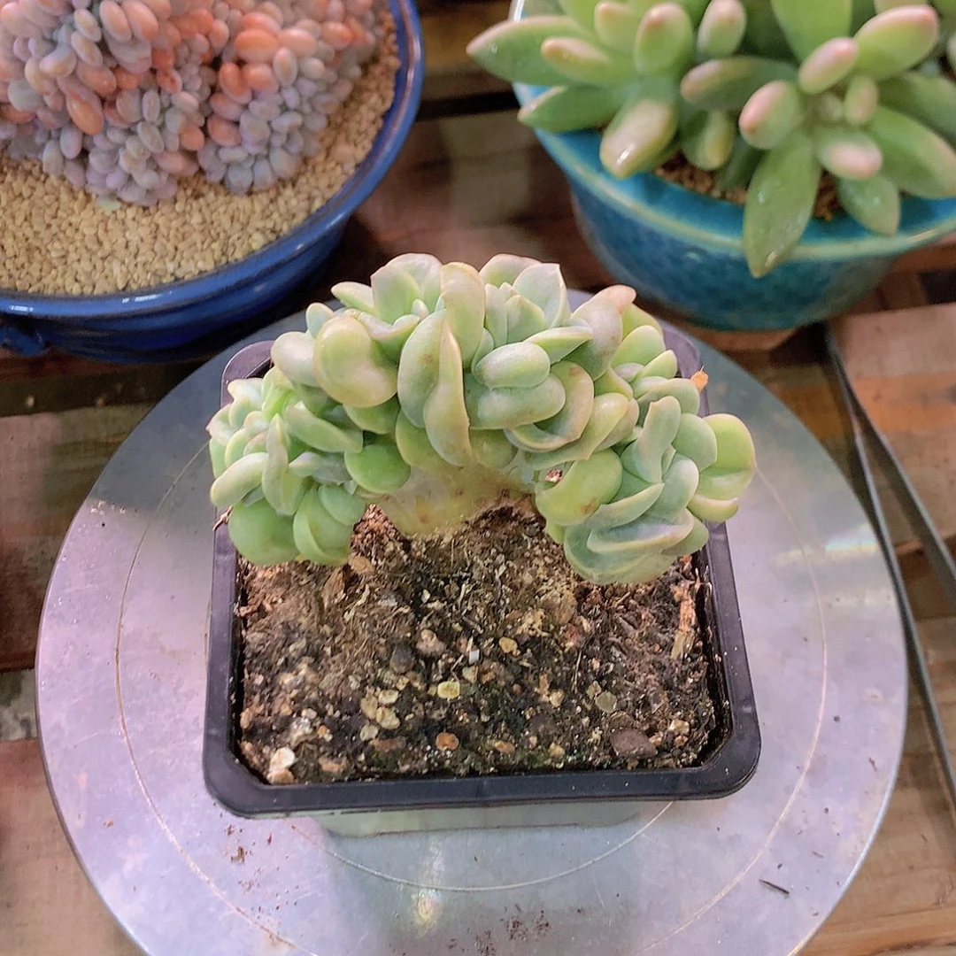 可爱玫瑰缀多肉一物一拍