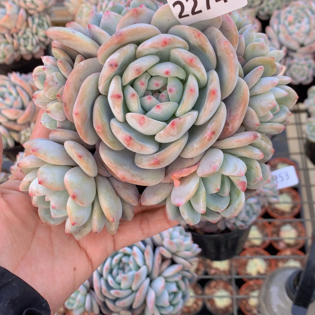 飘****?2274多头一个小男孩都要