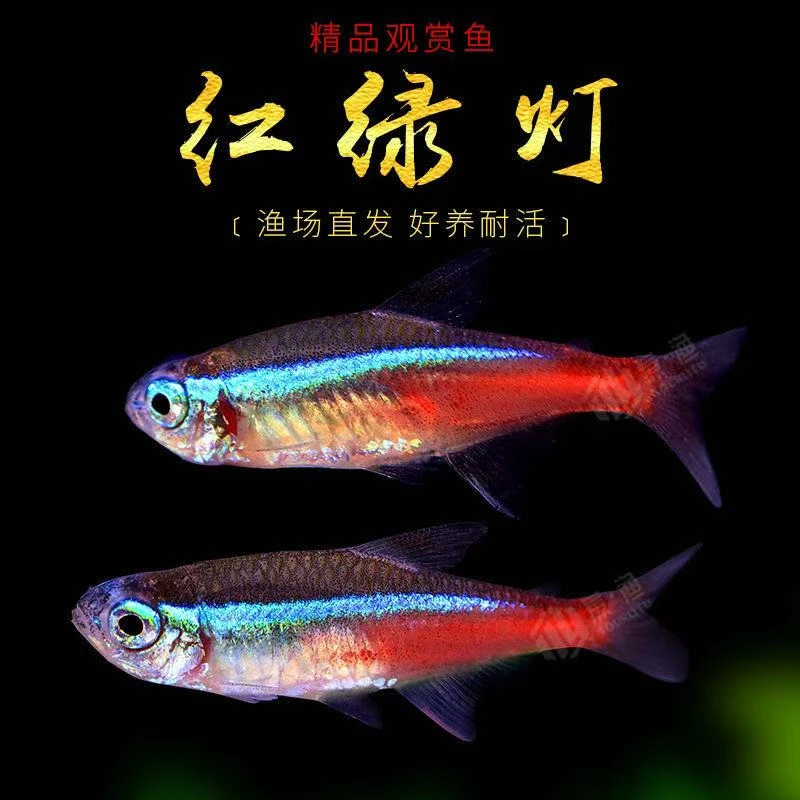 【顺丰广东发】红绿灯鱼红绿灯小型热带鱼观赏鱼草缸群游