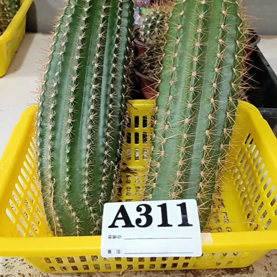当前无花栽培后可以开花311