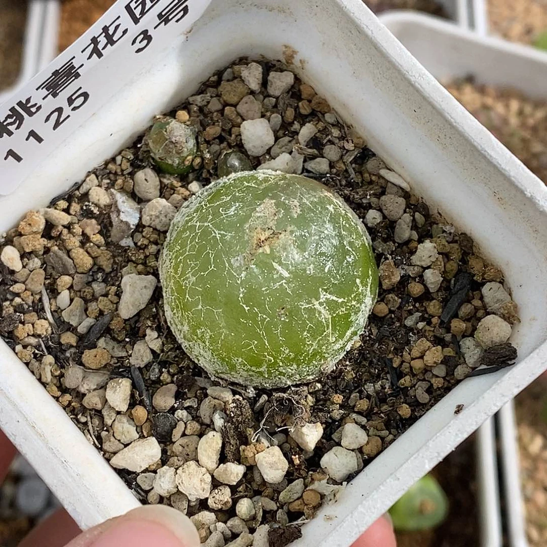 25-3-大灯泡福利。