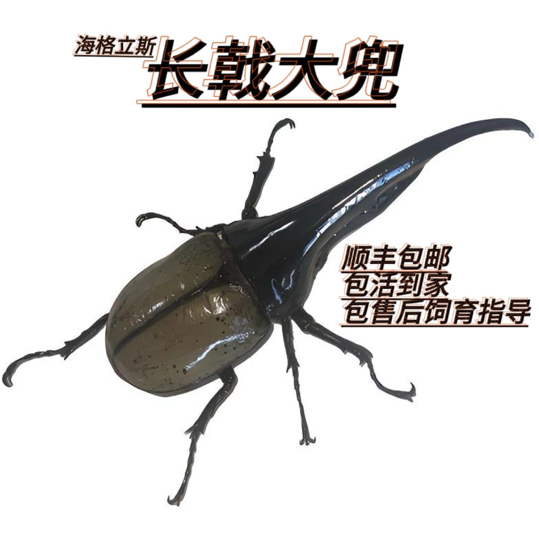海格力斯长戟大兜虫