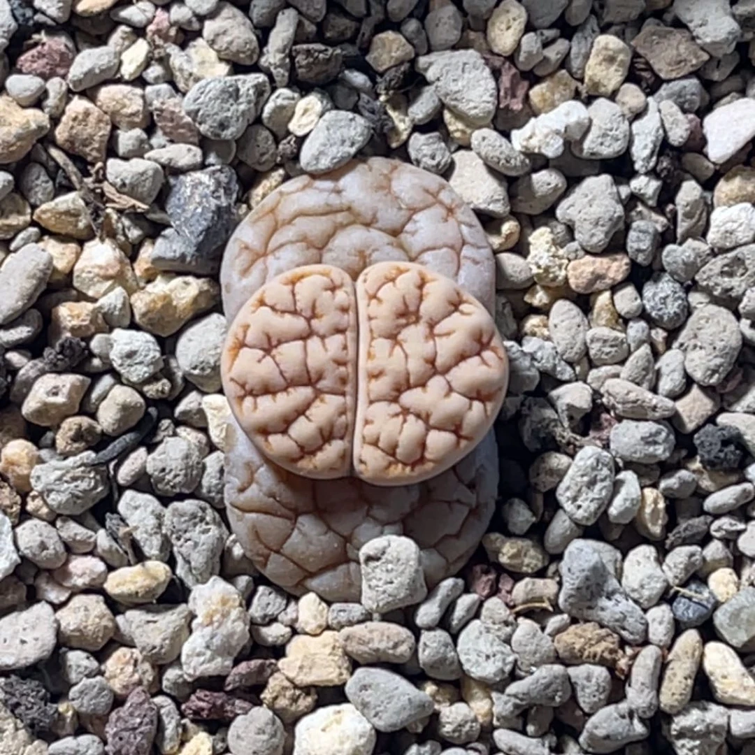 3253睫毛189凹凸。