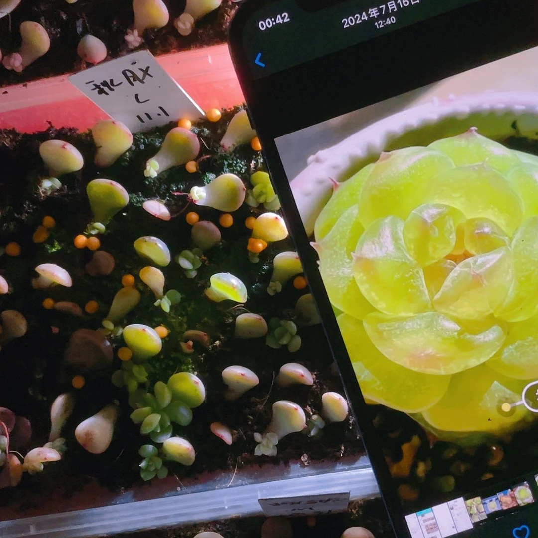 秋月甜心芝麻苗一个满25包邮