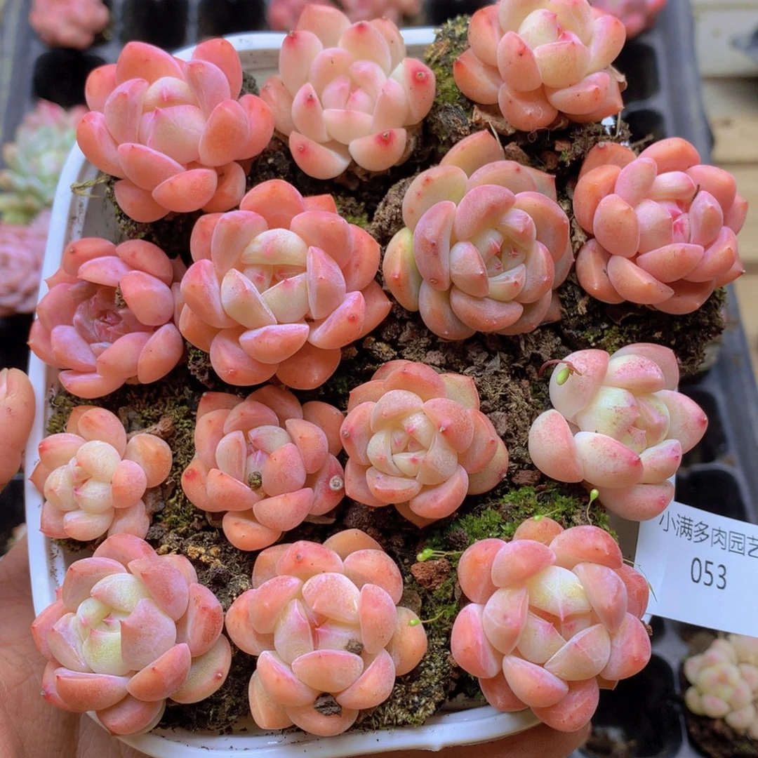 我要去看你的演唱053