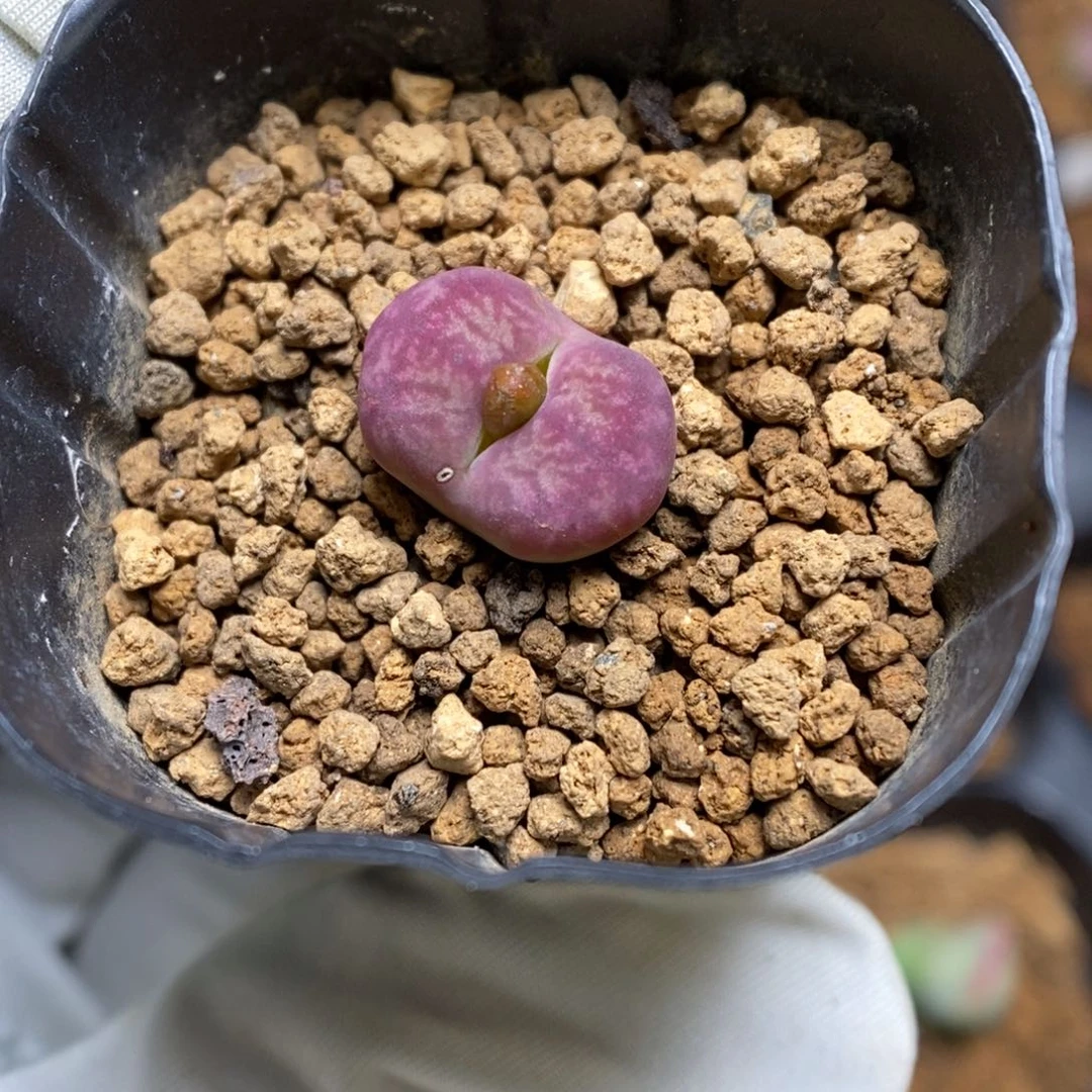 多肉植物肉锥杂交K-3799