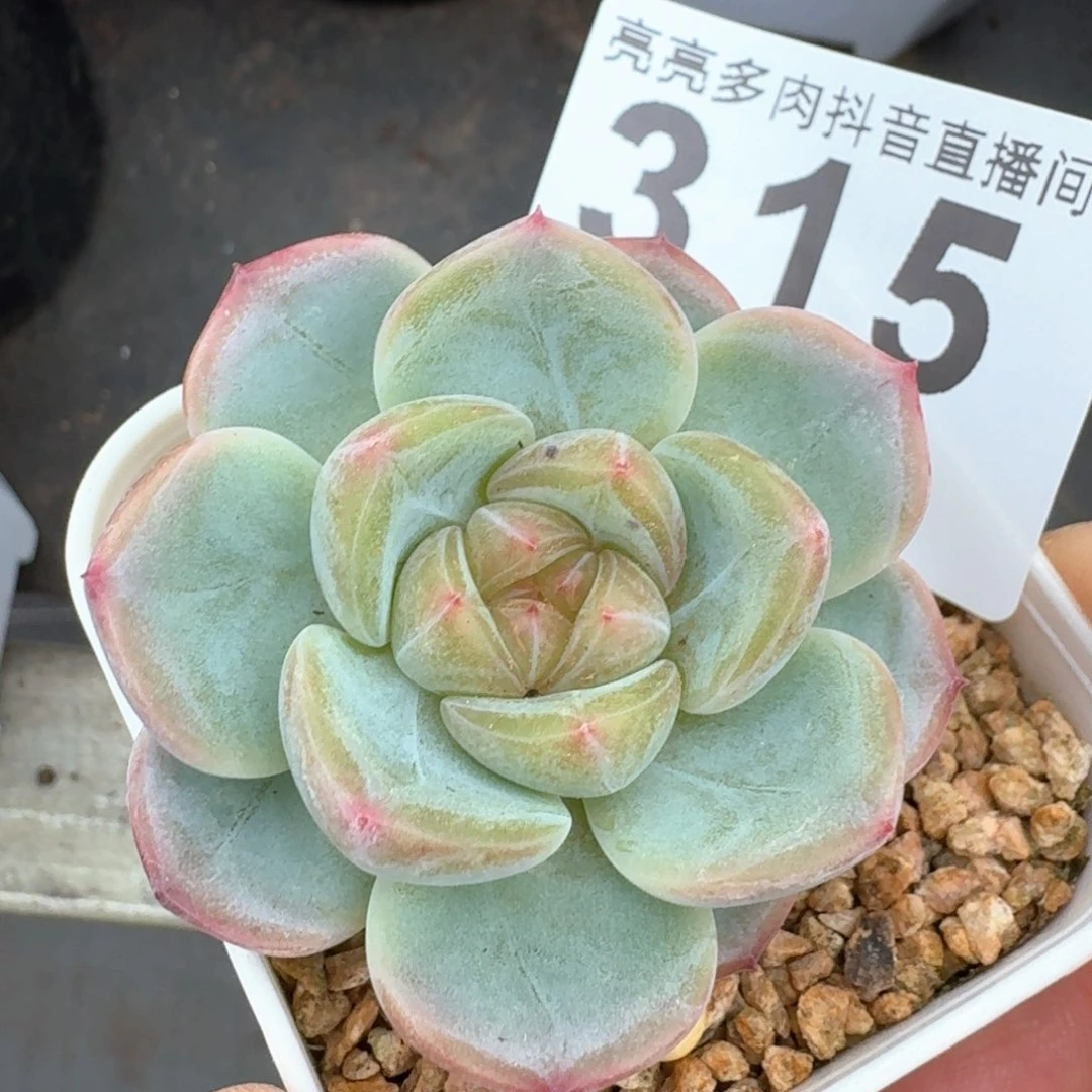 甜心         多肉植物