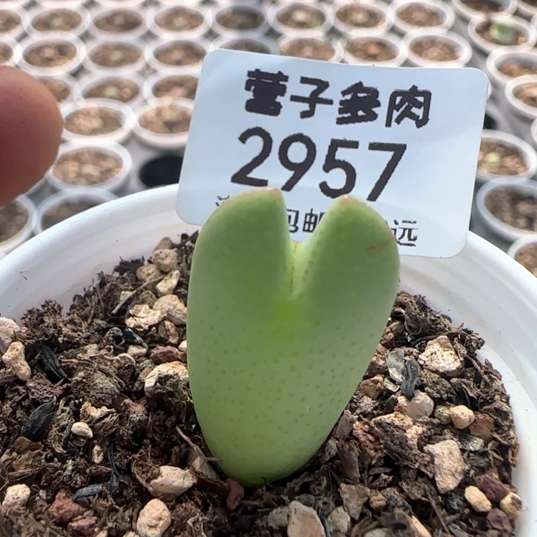将带盆土。