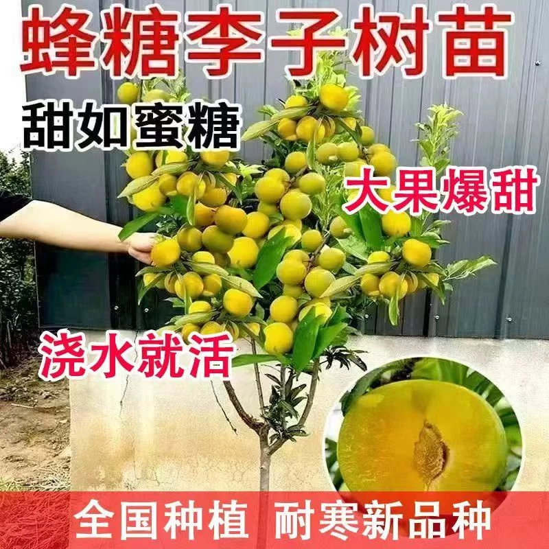 蜂糖李子树苗嫁接特大晚熟脱骨清脆厘子果树苗南北方种李树苗
